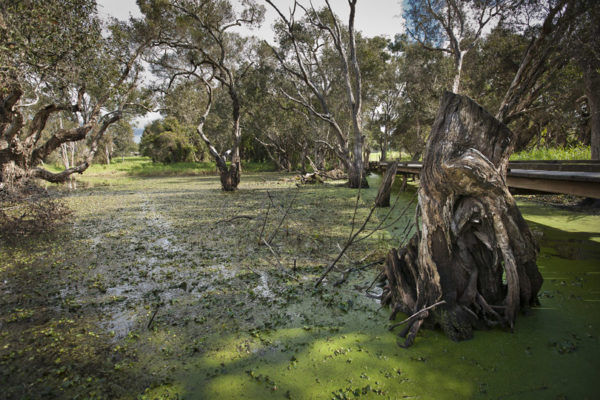 small feature image of wetlands